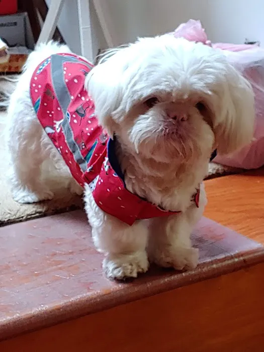 Healthy Paws Veterinary Medical Center Picture 7