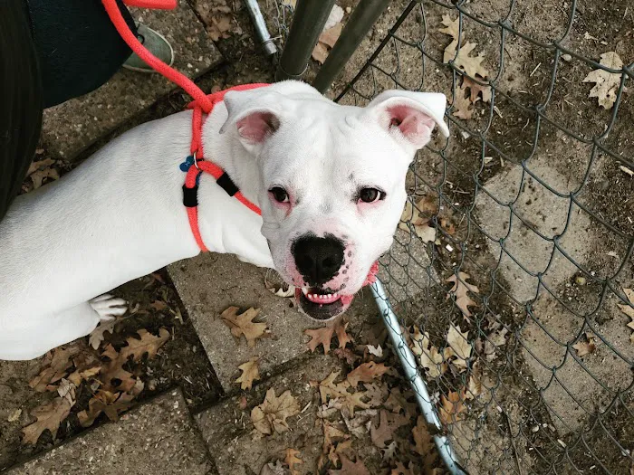 Humane Society of Macomb Animal Clinic Picture 1