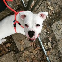 Humane Society of Macomb Animal Clinic ico