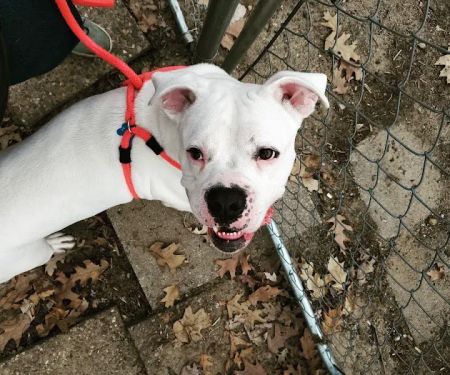 Humane Society of Macomb Animal Clinic