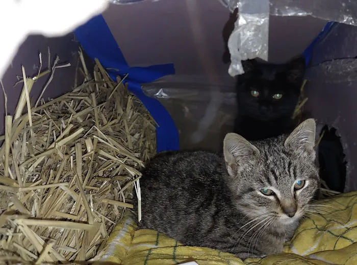 Humane Society of Macomb Animal Clinic Picture 5