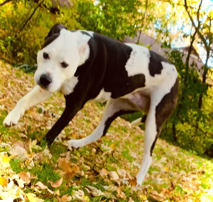 Humane Society of Macomb Animal Clinic Picture 9