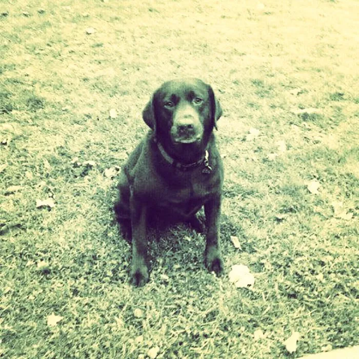 Cameron Medical Center for Animals Picture 2