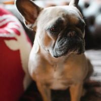 Cameron Medical Center for Animals ico