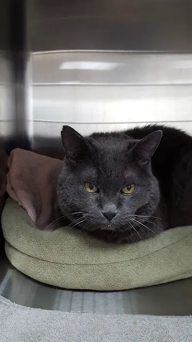 Companion Animal Care Clinic Picture 4