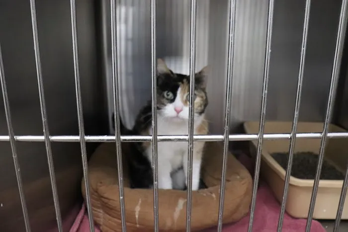 Companion Animal Care Clinic Picture 7