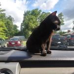 Nichols Veterinary Clinic