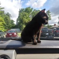 Nichols Veterinary Clinic ico