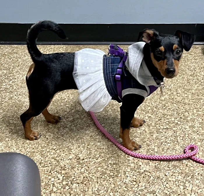 Wyandotte Animal Hospital Picture 1