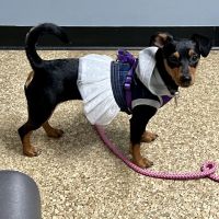 Wyandotte Animal Hospital ico