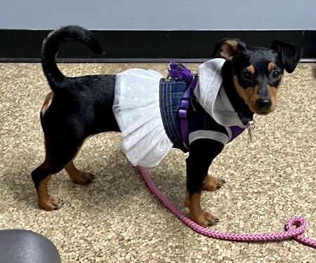 Wyandotte Animal Hospital