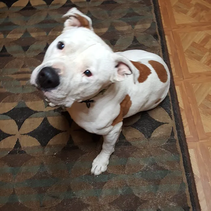 Wyandotte Animal Hospital Picture 3