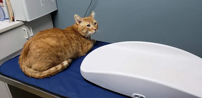 Wyandotte Animal Hospital Picture 4