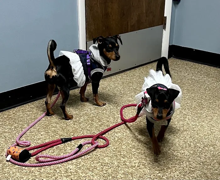 Wyandotte Animal Hospital Picture 7