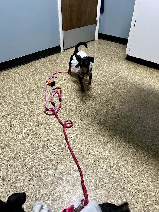 Wyandotte Animal Hospital Picture 10