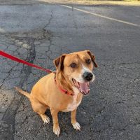 Riverview Animal Hospital ico