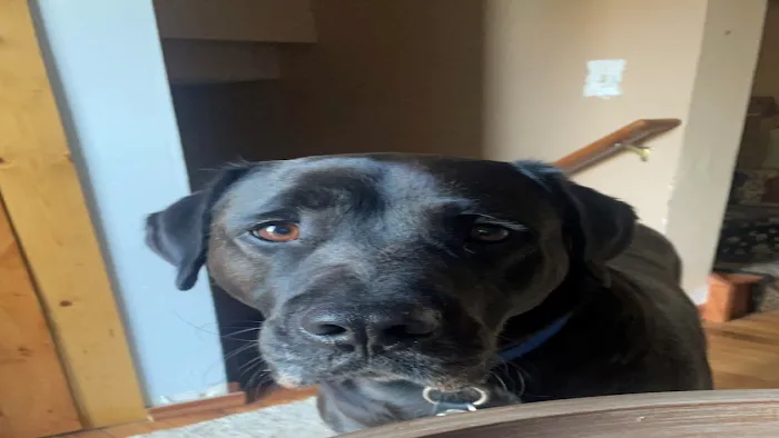 Riverview Animal Hospital Picture 3