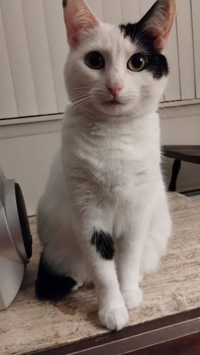 Cat Care Vet Picture 1