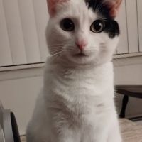 Cat Care Vet ico