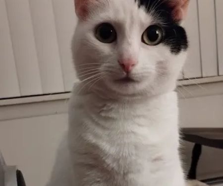 Cat Care Vet
