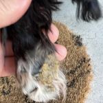 Banfield Pet Hospital