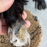Banfield Pet Hospital ico