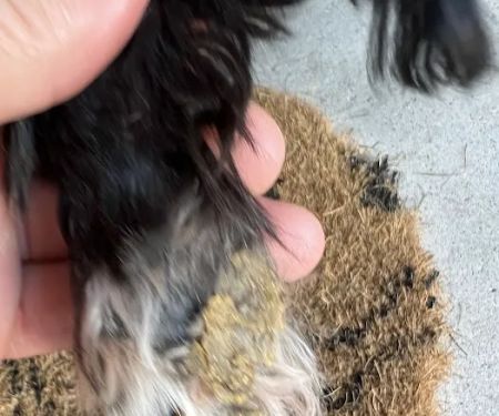 Banfield Pet Hospital