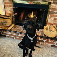 Roose Animal Hospital ico