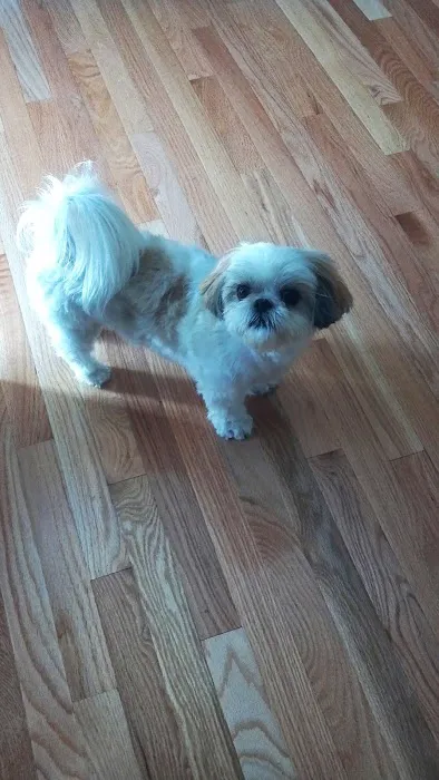 Roose Animal Hospital Picture 7