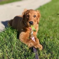 Roose Animal Hospital: Knight Karen L DVM ico