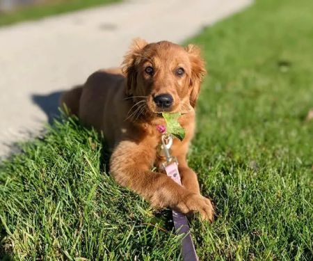 Roose Animal Hospital: Knight Karen L DVM