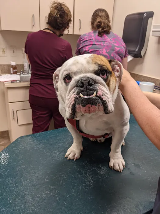 Roose Animal Hospital: Knight Karen L DVM Picture 6