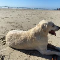 Hope Animal Clinic ico
