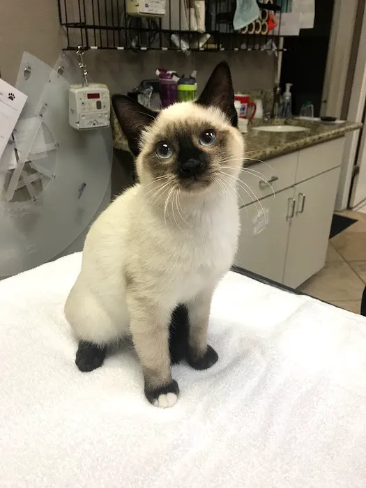 Orchard Lake Animal Hospital Picture 4
