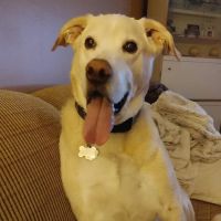 Meadowbrook Veterinary Clinic ico