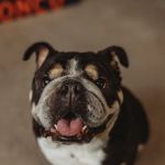 Veterinary Cardiology Consultants