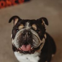 Veterinary Cardiology Consultants ico