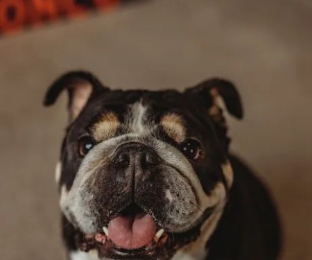 Veterinary Cardiology Consultants