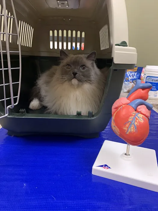 Veterinary Cardiology Consultants Picture 2