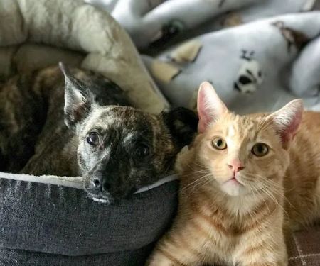 Animal Behavior Consultants of Michigan