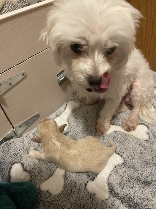 Animal Emergency Center - Novi Picture 2