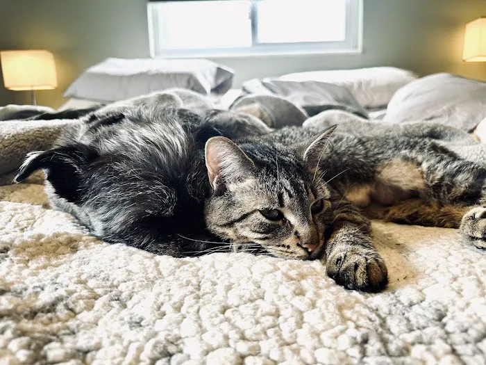 Animal Emergency Center - Novi Picture 8