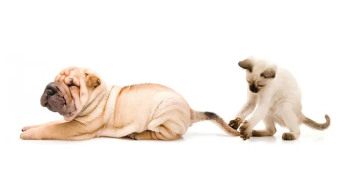 Novi Veterinary Clinic Picture 2