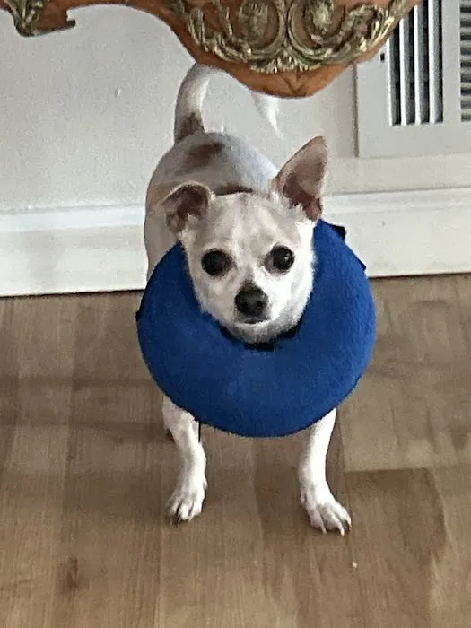 Novi Veterinary Clinic Picture 10
