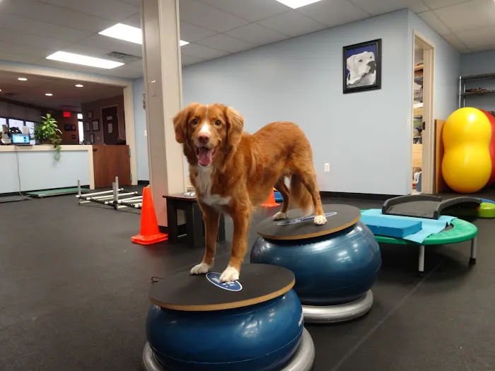 Pawsitive Steps Rehabilitation & Sports Medicine Picture 3