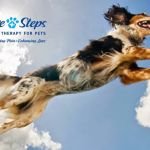 Pawsitive Steps Rehabilitation & Sports Medicine