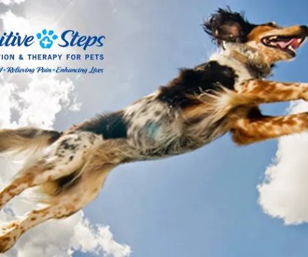 Pawsitive Steps Rehabilitation & Sports Medicine