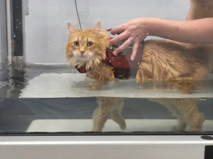 Pawsitive Steps Rehabilitation & Sports Medicine Picture 6