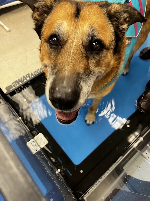 Pawsitive Steps Rehabilitation & Sports Medicine Picture 5