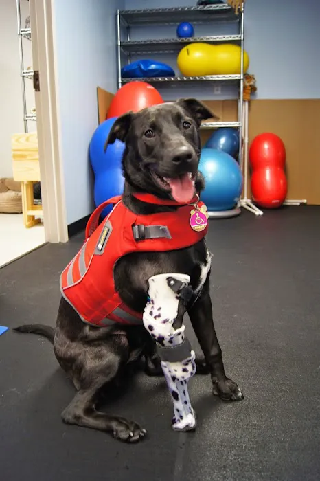 Pawsitive Steps Rehabilitation & Sports Medicine Picture 7